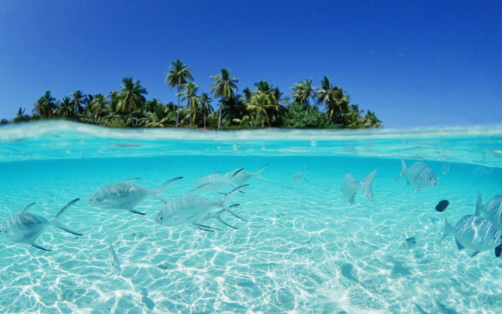 Tropical Beach Wallpaper: Serene Paradise with Clear Waters & Palm Trees
