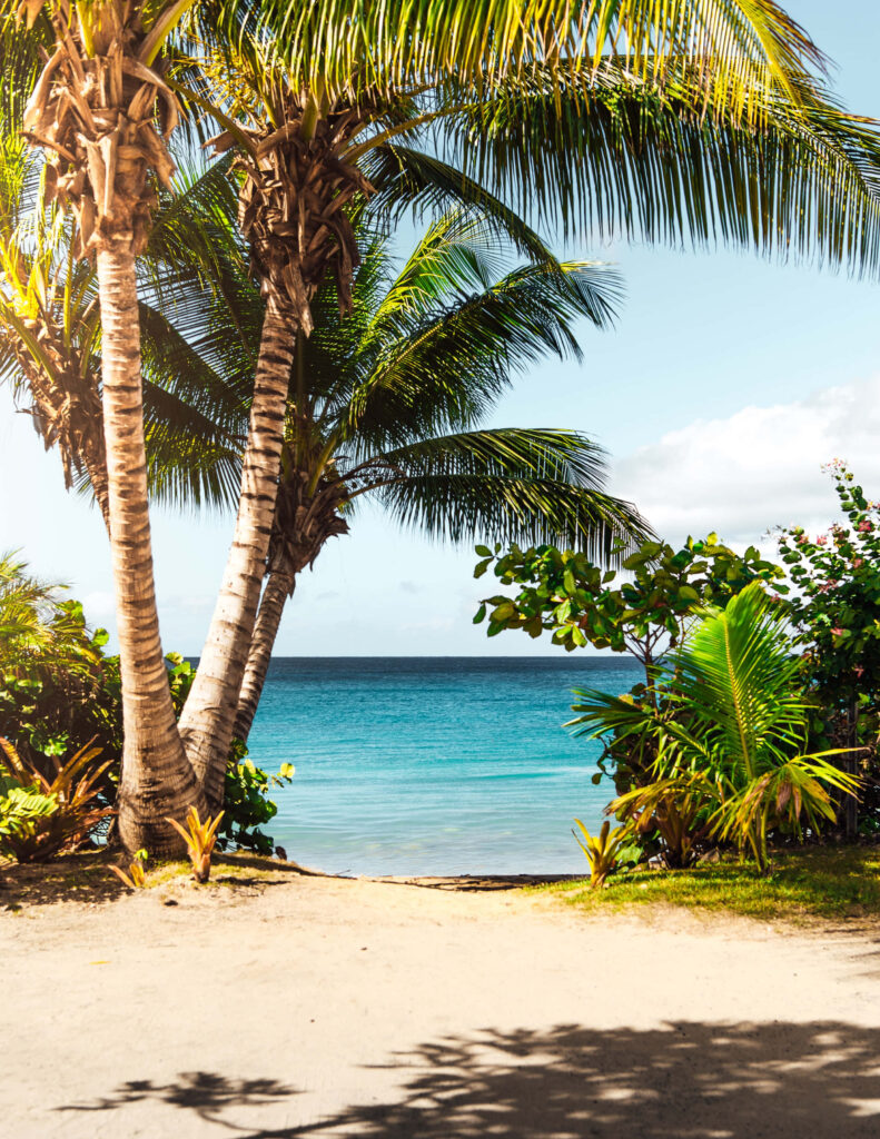 Tropical Beach Wallpaper: Serene Scene with Palm Trees & Ocean