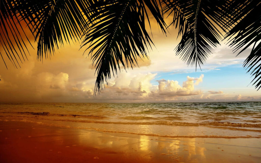 Tropical Beach Wallpaper: Serene Waves & Palm Trees Background
