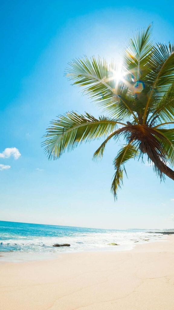 Tropical Beach Wallpaper: Sunlit Palms & Crystal Waves for Your Phone