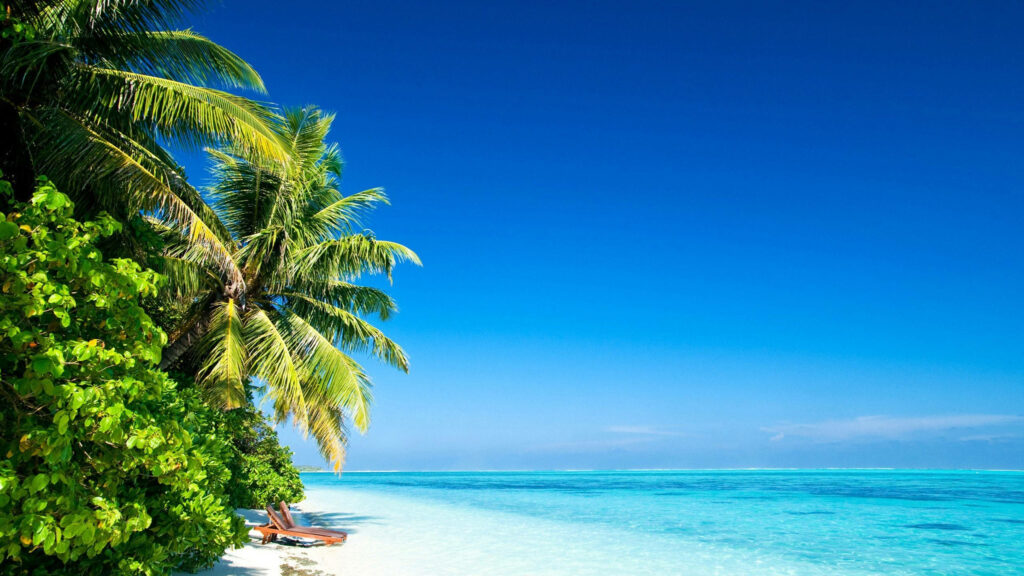 Serene Tropical Beach Wallpaper: Lush Palms & Turquoise Waters