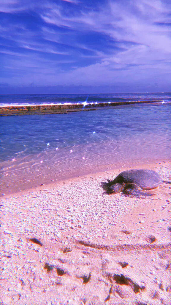 Tropical Beach Scene: Turtle on Sandy Shore with Gentle Waves Wallpaper