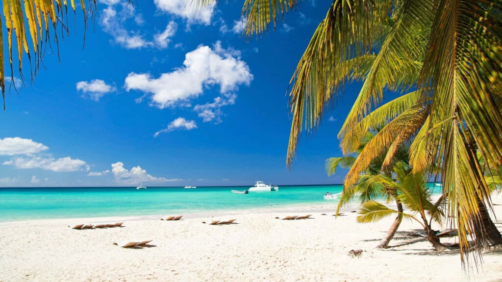 Tropical Beach Wallpaper: Vibrant Waters & Lush Palm Trees