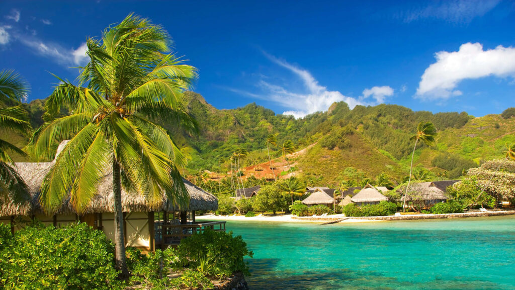 Tropical Beach Wallpaper for Dual Monitors: Palm Trees & Turquoise Waters