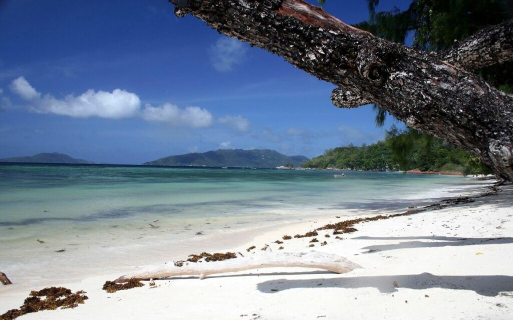 Large tree trunk leaning over tropical beach with clear turquoise waters and lush greenery wallpaper