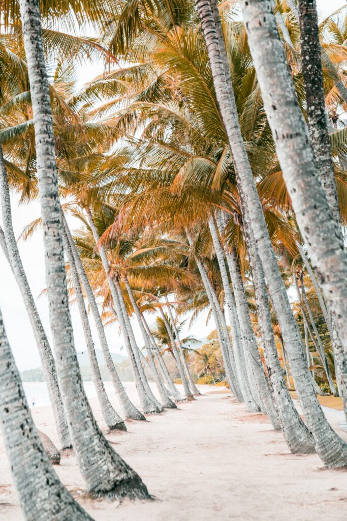 Tropical beach wallpaper with tall palm trees sunlight soft sand path serene getaway background