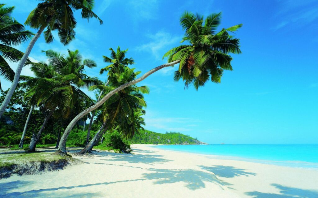 Serene tropical beach wallpaper with golden sand palm trees turquoise sea and vibrant blue sky