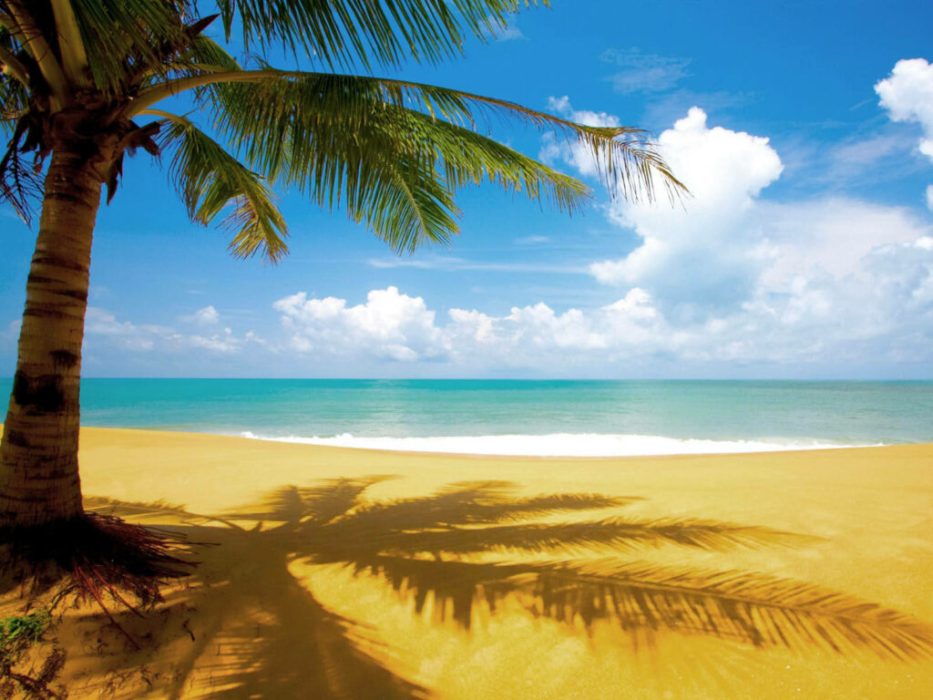 Tall coconut tree shadow on golden sand with turquoise waves under blue sky tropical beach wallpaper