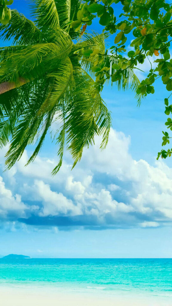 Tropical beach wallpaper with vibrant coconut tree turquoise water and clear sky with white clouds