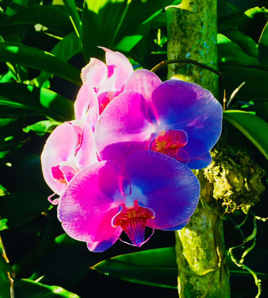 Tropical Beauty: Vibrant Pink & Purple Moth Orchids Among Greenery Wallpaper