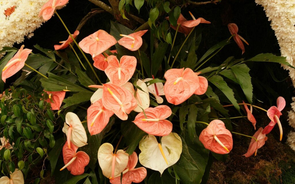 Tropical Wallpaper: Pink & White Anthurium Flowers with Green Leaves