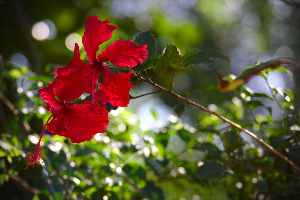 Vibrant Red Hibiscus Against Lush Green Background - Tropical Beauty Wallpaper