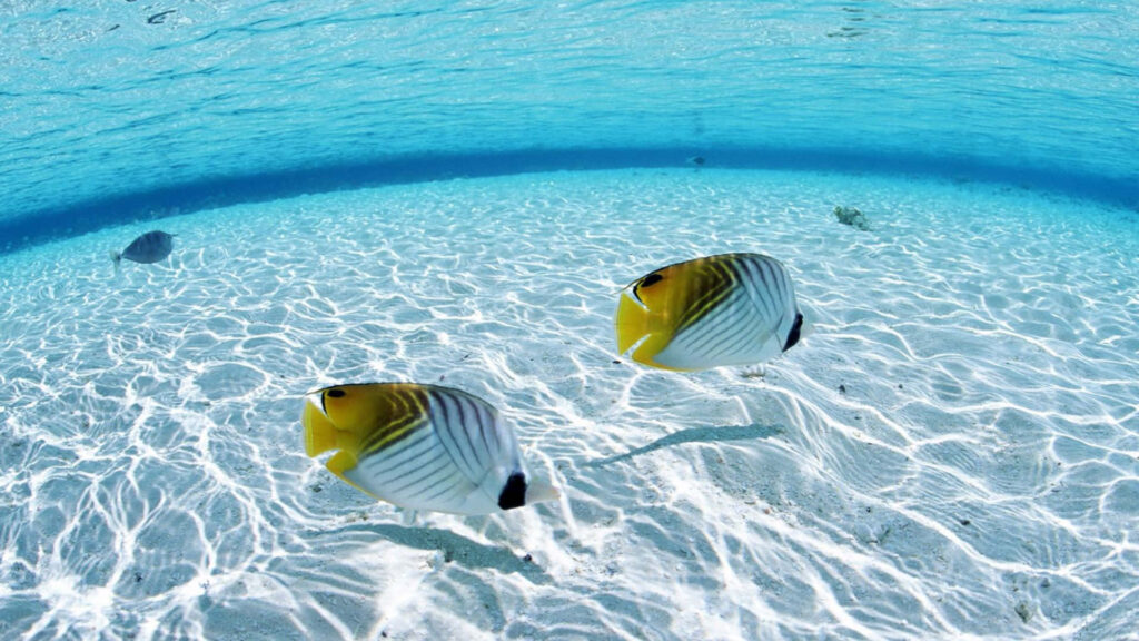 Two Tropical Butterflyfish swim over sunlit sandy seabed in clear turquoise tropical water wallpaper