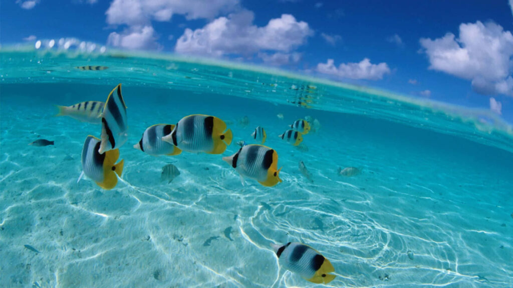 Vibrant tropical butterflyfish swimming over sunlit sandy ocean floor in crystal clear water Wallpaper