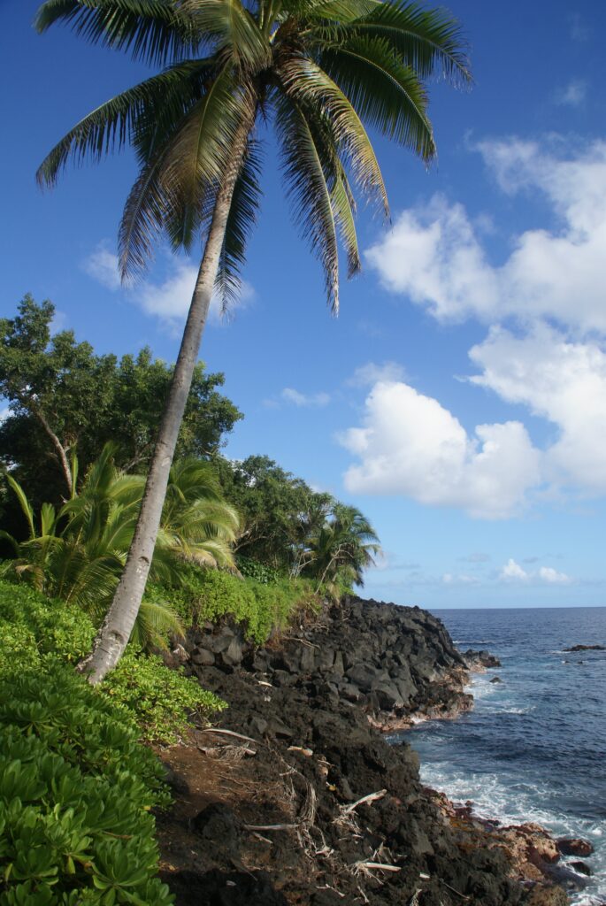 Tropical coastal landscape with palm trees black rocks green foliage and sparkling blue sea Wallpaper