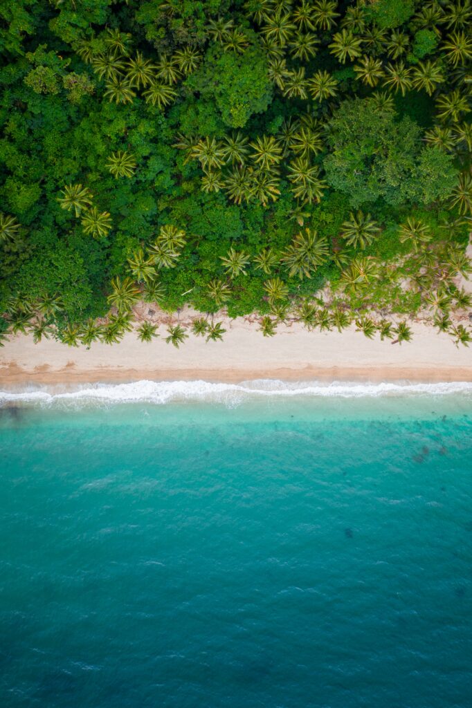 Aerial view of tropical coastline with green palm trees golden beach and clear turquoise sea wallpaper