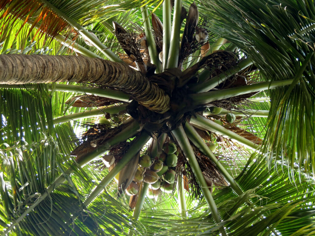 Upward view of tropical coconut tree with ripe coconuts and vibrant palm leaves in bright sunlight Wallpaper