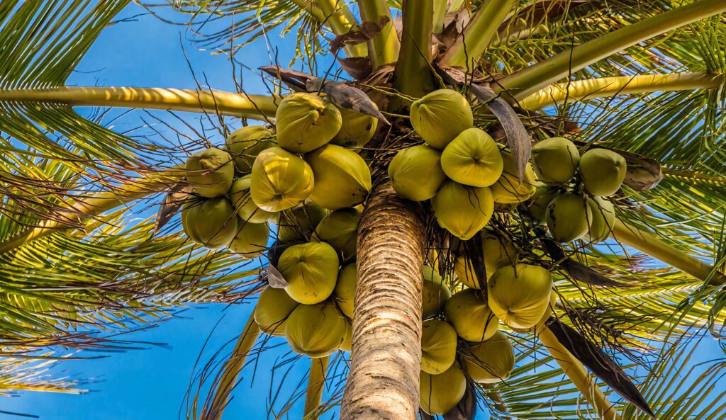 Close-up of coconut tree with ripe coconuts green leaves against clear blue tropical sky wallpaper