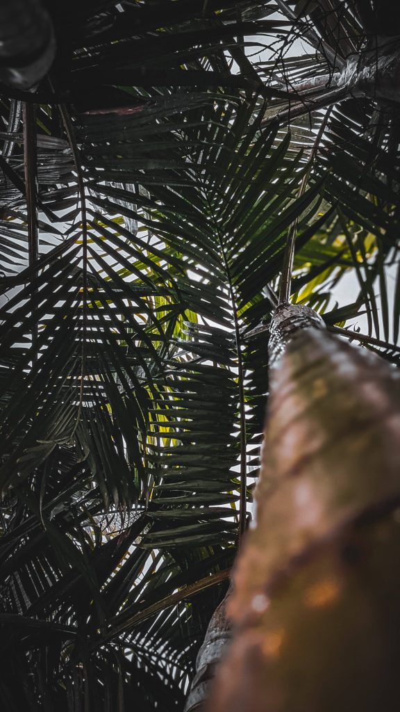 Low-angle view of textured coconut tree trunk with dense green fronds under cloudy sky phone wallpaper
