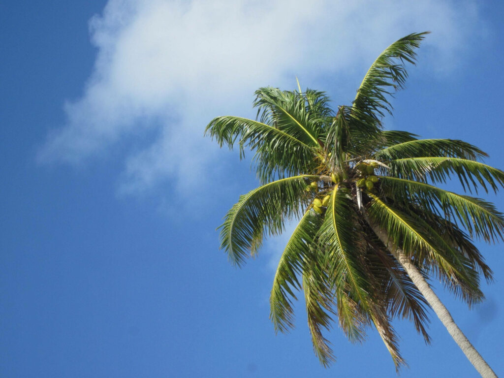 Tall coconut tree with green fronds and coconuts against bright blue sky and white clouds background Wallpaper