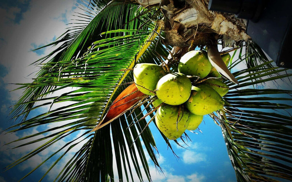 Vibrant tropical wallpaper with lush coconut tree green fruits palm fronds bright blue sky