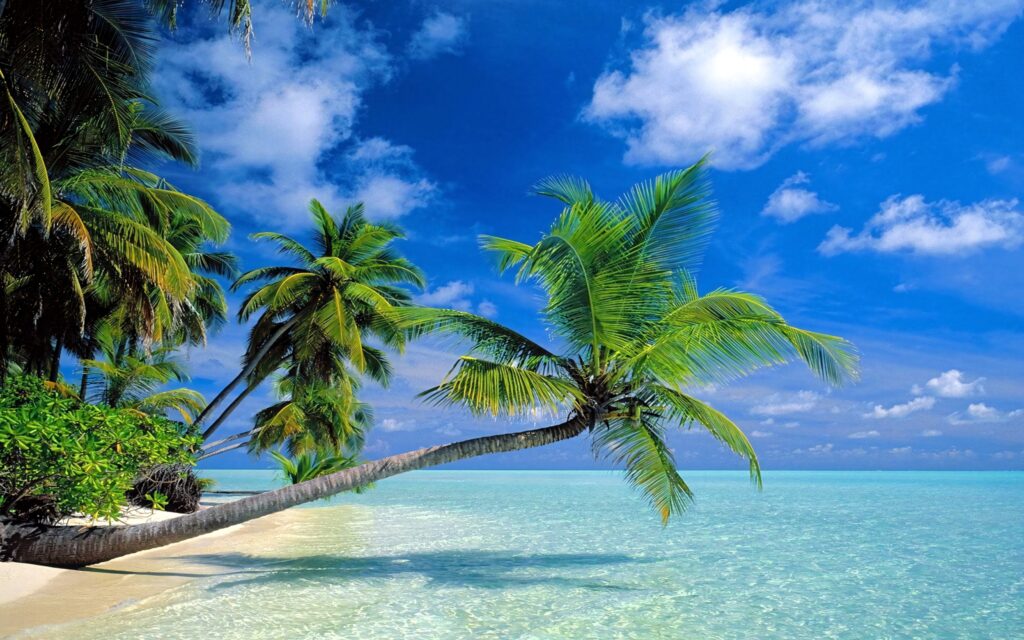 Vibrant tropical wallpaper with coconut trees over turquoise water white sand beach and blue sky