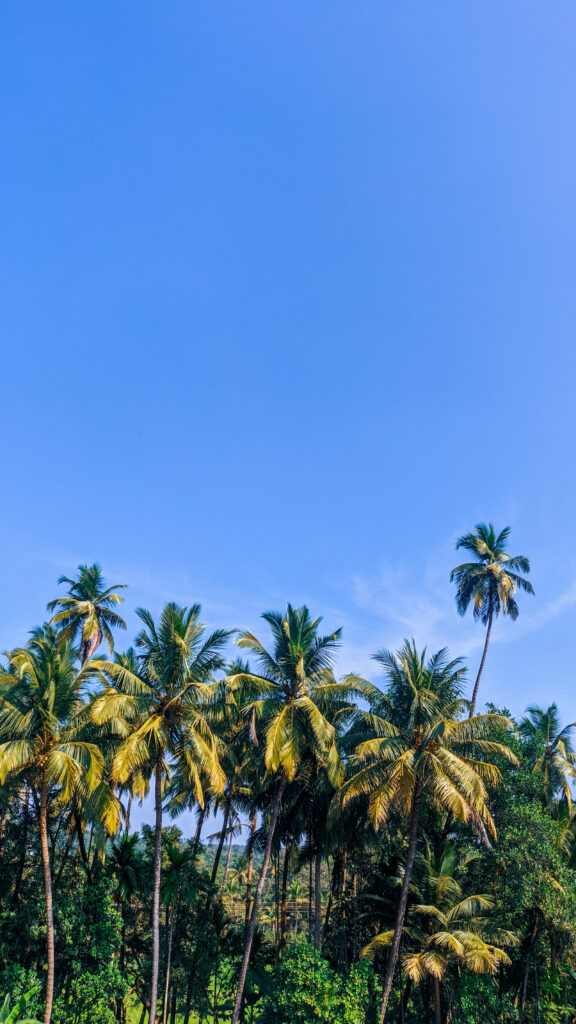 Tall coconut trees above lush green foliage under a clear vivid blue sky tropical landscape wallpaper