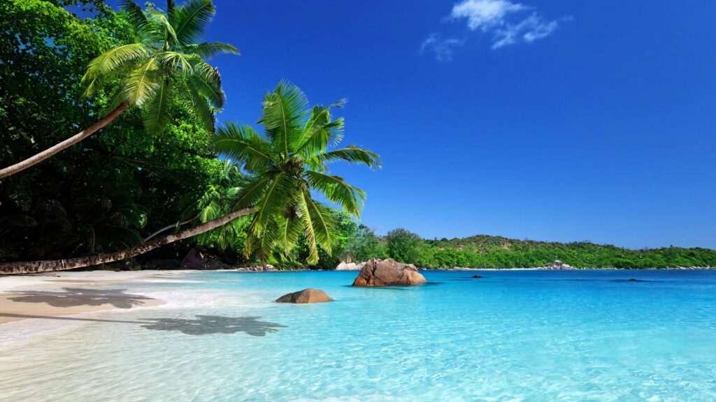 Tropical wallpaper with coconut trees swaying over pristine turquoise shore and white sand beach