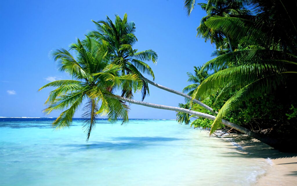 Lush coconut trees arching over turquoise shore with clear blue sky tropical beach wallpaper