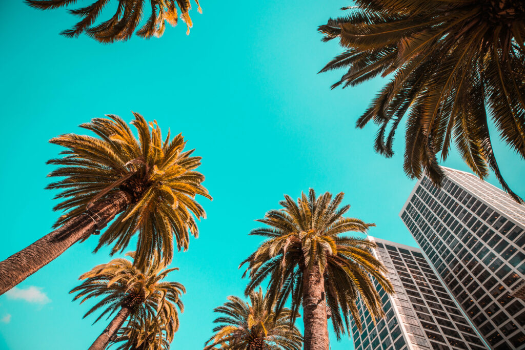 Tropical Bliss: Laptop Wallpaper with Sunlit Palm Trees and a Vibrant Coastal City