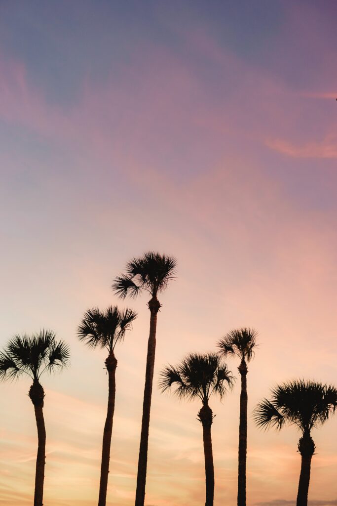Tall palm trees silhouetted at dusk with pink orange purple sky summer tropical wallpaper background