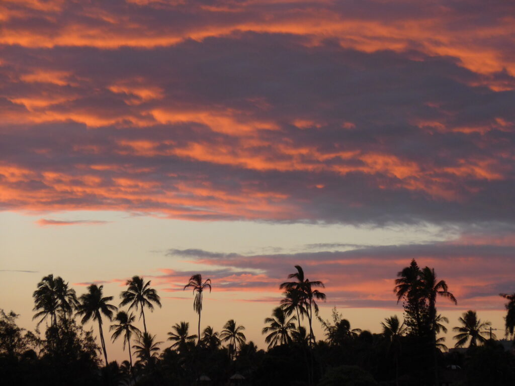 Silhouettes of palm trees at tropical sunset with pink orange clouds and twilight sky wallpaper