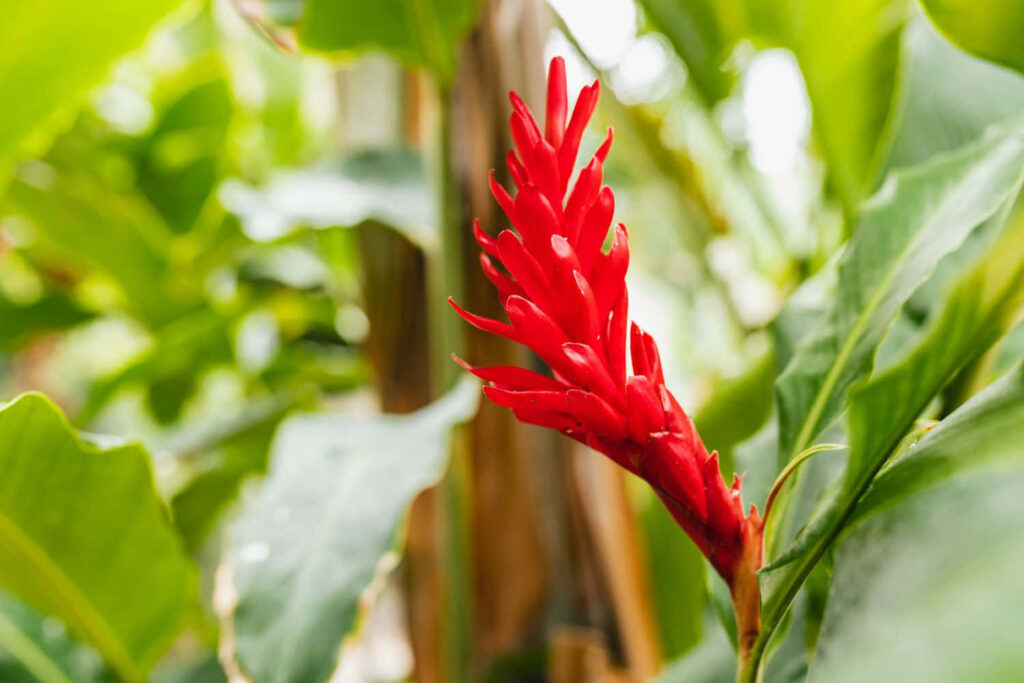 Vibrant Tropical Flower Wallpaper Against Lush Green Background