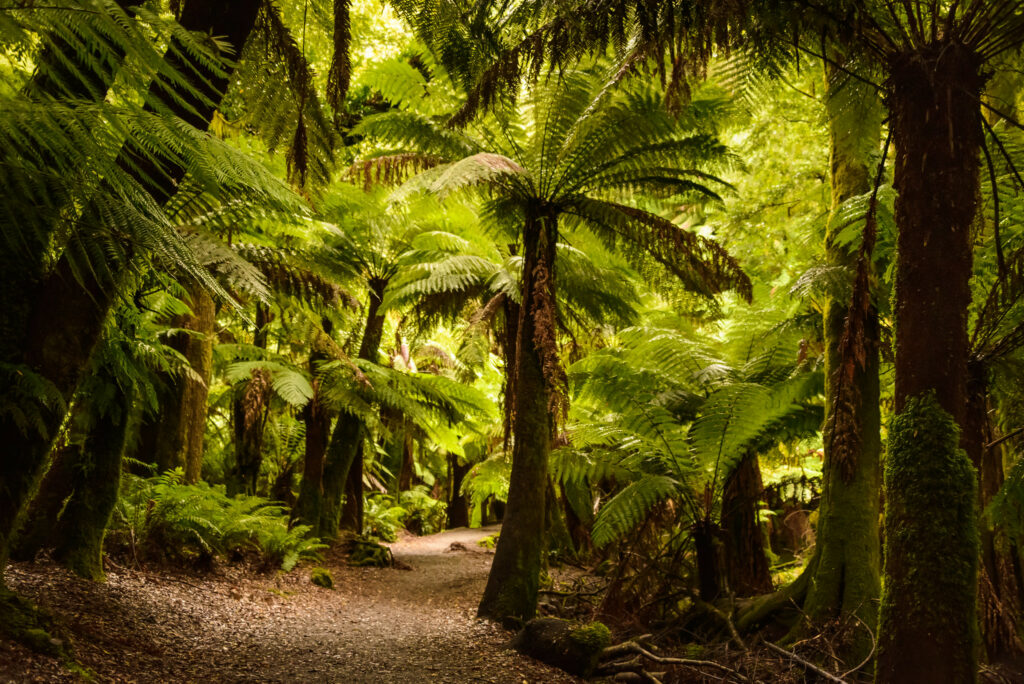 Lush tropical forest with towering palm trees and winding trail under vibrant green canopy wallpaper