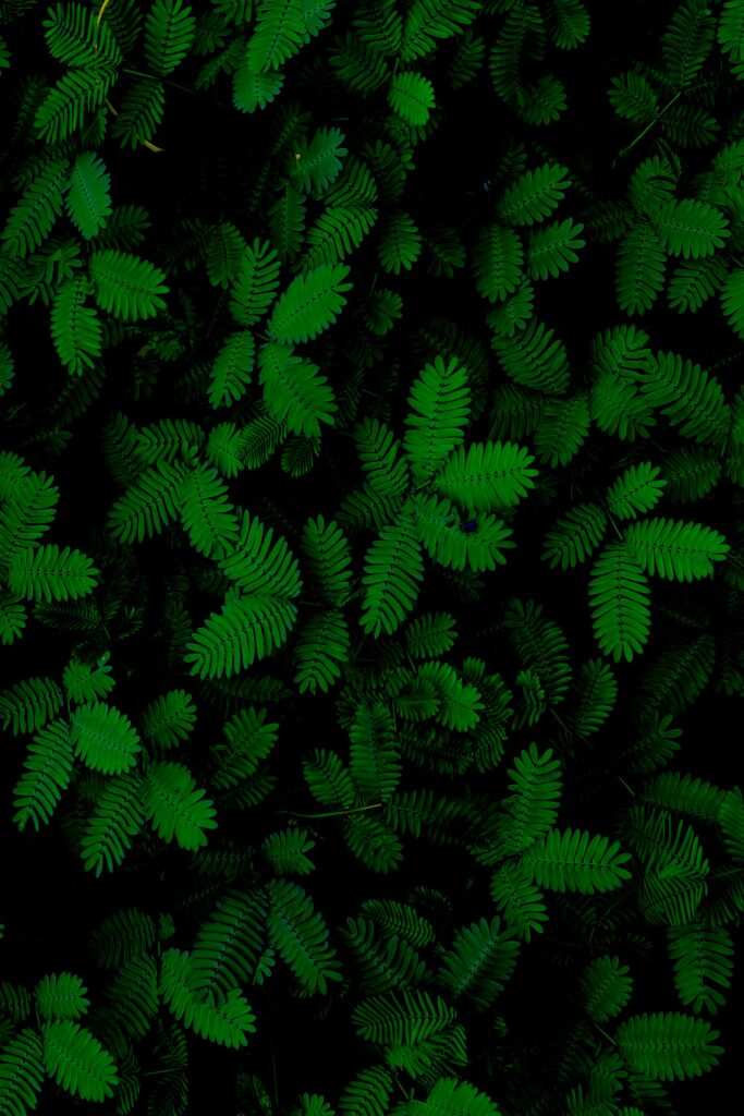 Lush green tropical leaves wallpaper with intricate carved patterns vibrant botanical background