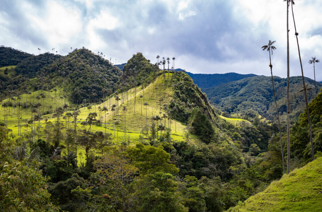 Lush green hillside with tall palm trees under cloudy sky tropical forested mountain landscape wallpaper