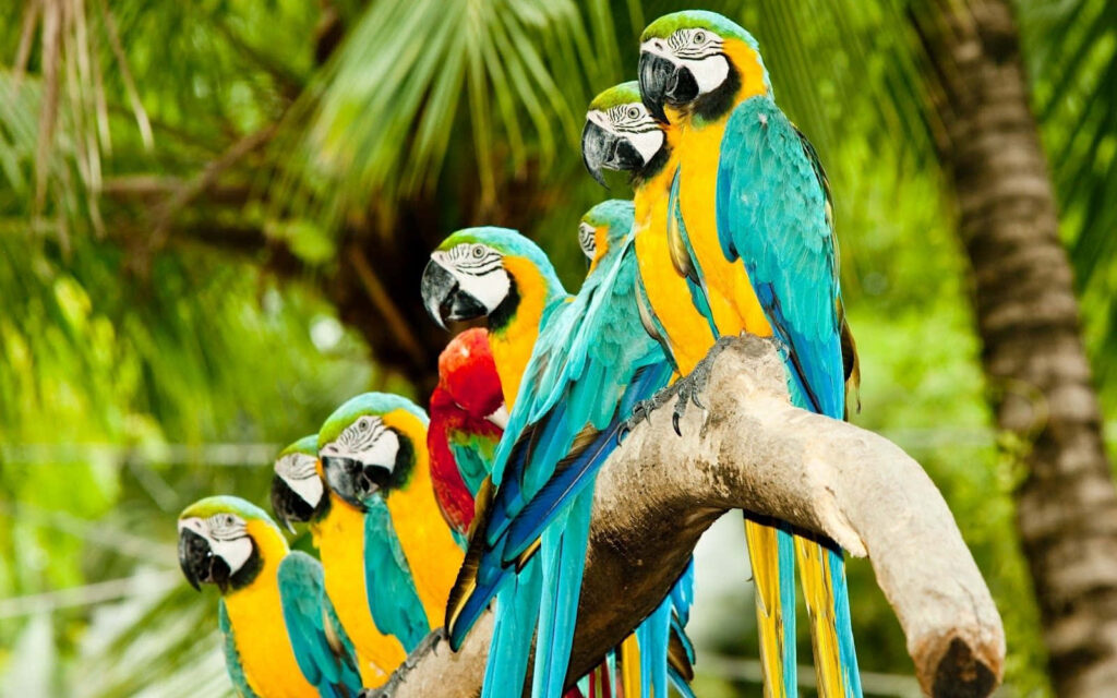 Tropical Parrots on Tree Branch: Lush Greenery Wallpaper Background