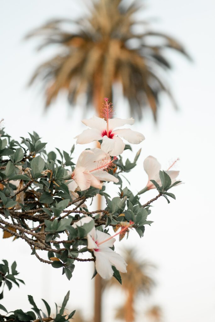 Tropical Hibiscus Flower Wallpaper with Soft Palm Tree Background