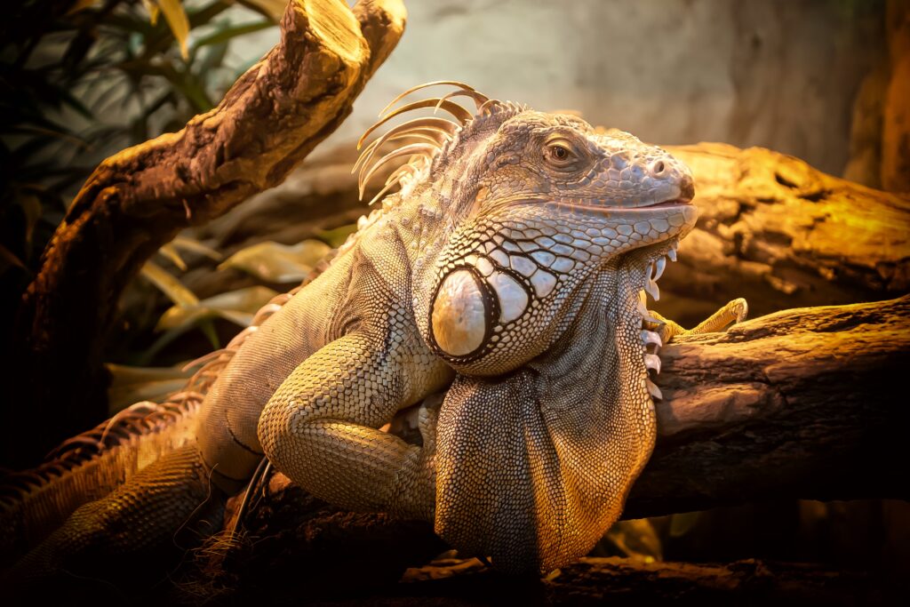 Close-Up Iguana Wallpaper: Serene Jungle Vibes with Lush Background