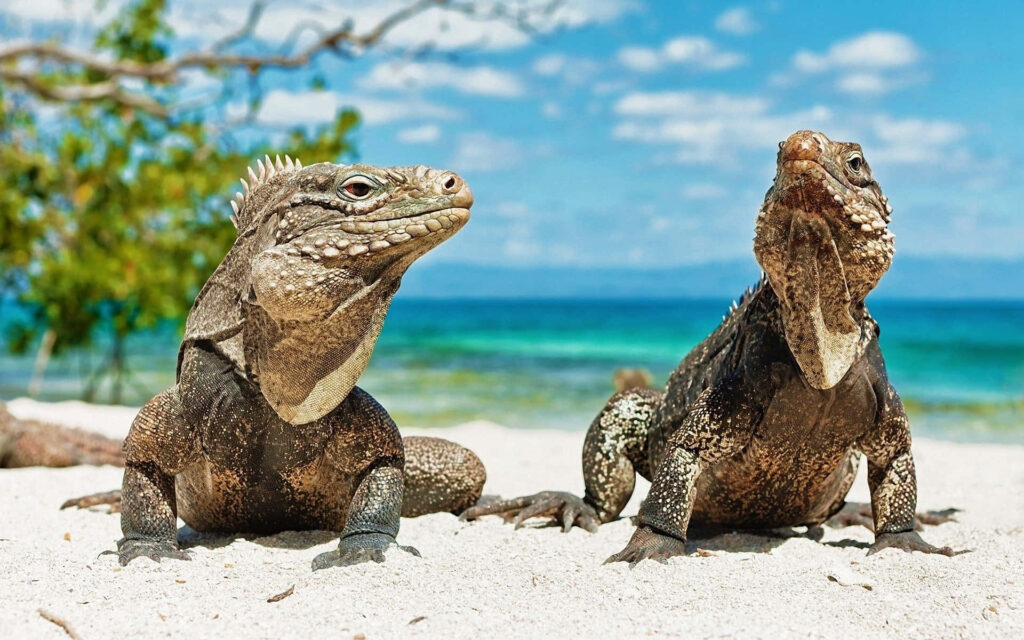 Tropical Beach Wallpaper: Iguanas Relaxing Under Blue Skies