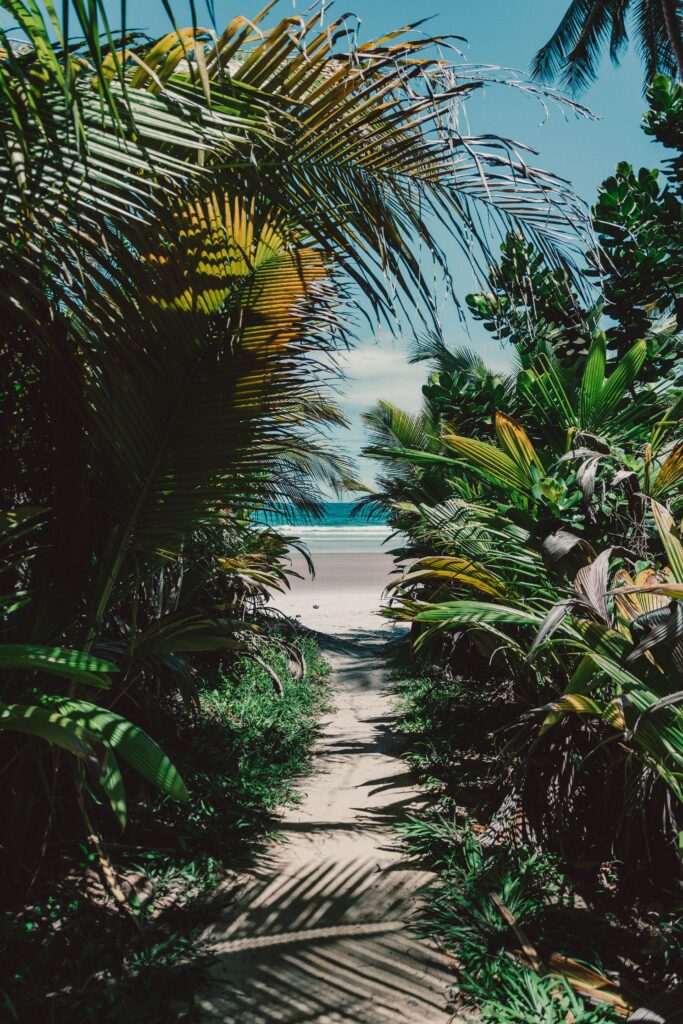 Tropical island wallpaper with sandy path palm trees and vibrant beach under clear blue sky