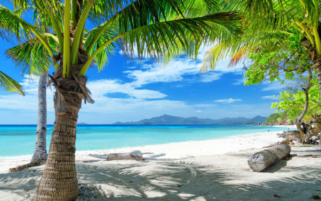 Serene Tropical Wallpaper: Lush Palms, White Sand Beach & Turquoise Waters