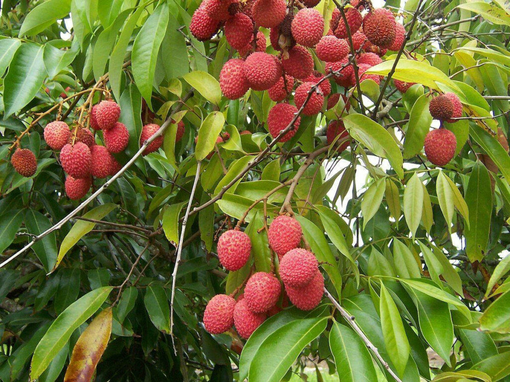 Tropical Lychee Fruit Wallpaper: Lush Green Clusters Background