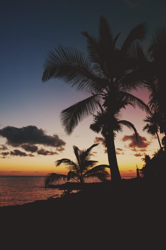 Tropical palm tree silhouettes at vibrant orange purple sunset over Mexico coast ocean waters Wallpaper