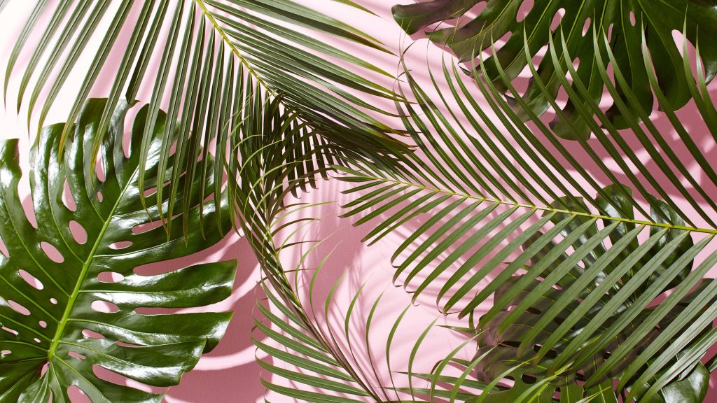 Tropical desktop wallpaper with vibrant Monstera leaves and palm fronds on soft pink background