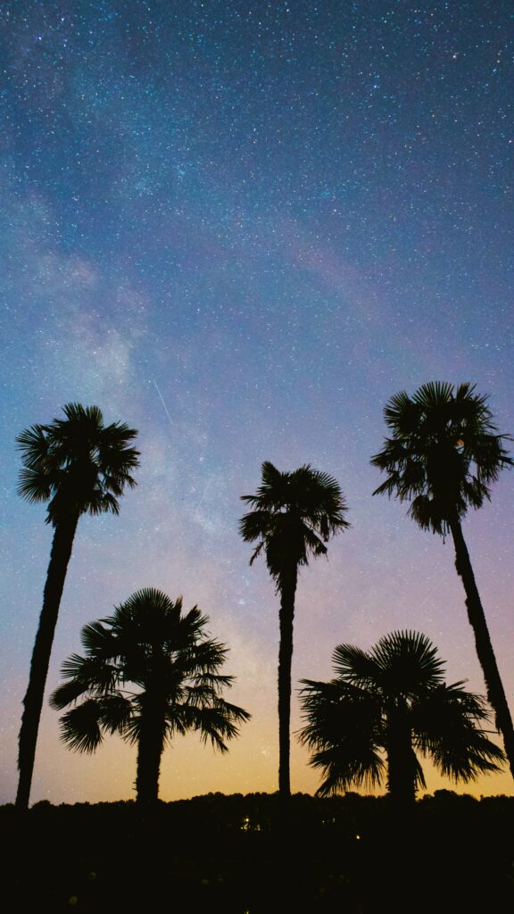Silhouetted palm trees under a starry twilight sky with golden to deep blue gradient wallpaper background