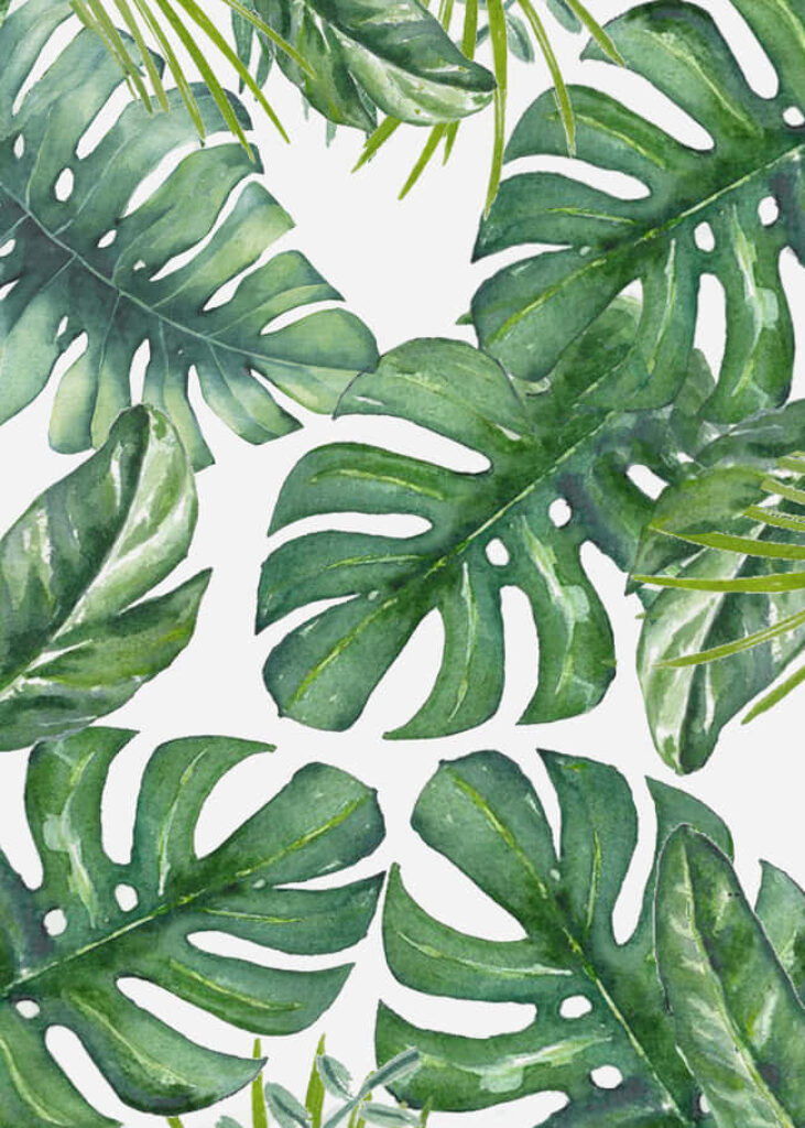 Tropical Haven: Monstera Leaf Oasis on a Blank Canvas Wallpaper