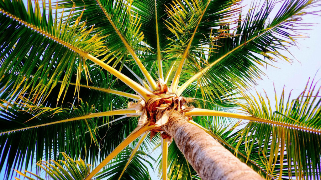 Summer Bliss: Captivating Coconut Palm Tree Canopy against Vibrant Sky - Exquisite Background Shot Wallpaper