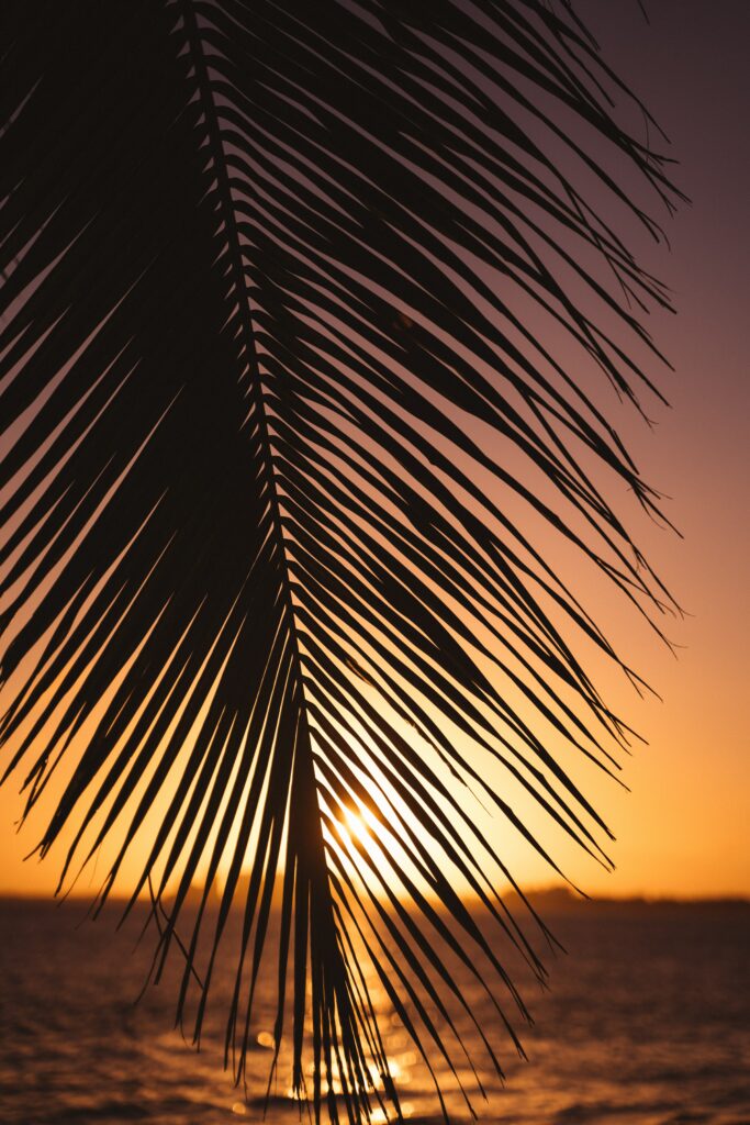 Palm leaf silhouette with vibrant orange purple sunset over calm ocean tropical wallpaper background