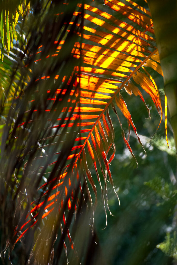 Sunlight through palm leaf casting warm orange yellow green shadows tropical serene wallpaper